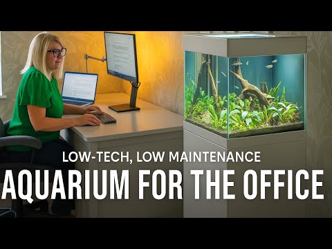 I MADE AN EASY PLANTED TANK FOR MY WIFE'S OFFICE