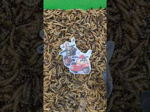 Part 71 : Saving Babybus from the Mealworm Attack - Experiment Battle Begins! #experiment #Shorts