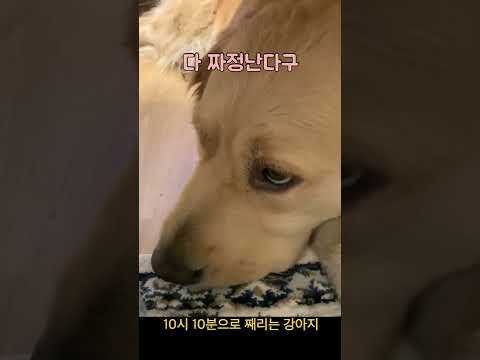 10시 10분으로 째리는 강아지