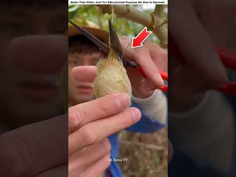 What Is Made From Silkworm?🤯 | #shortvideo