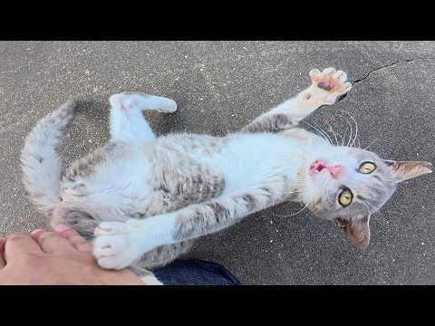 やんちゃな現場猫がたくさん遊んで、お地蔵様の水をゴクゴクと飲む