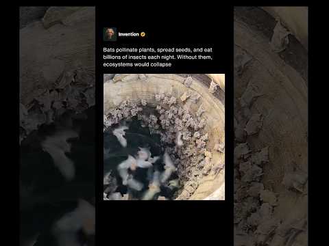 Why the World Would Collapse Without Bats ๐ฆ #shorts