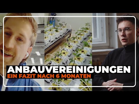 Anbauvereinigungen: Ein Fazit nach 6 Monaten | HOTBOX