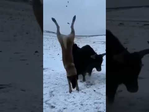 "The YAK" is king of mountain.. More pawarful  animal ..#snow leopard #attack #hunzavalley #duet.