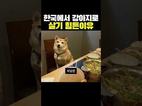 한국 강아지들이 힘든 이유