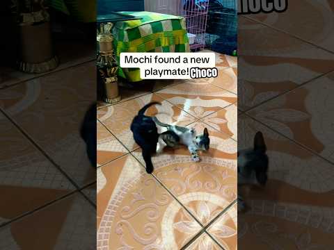 Kitten found a new playmate a baby kitten too #kitten #cats #shorts