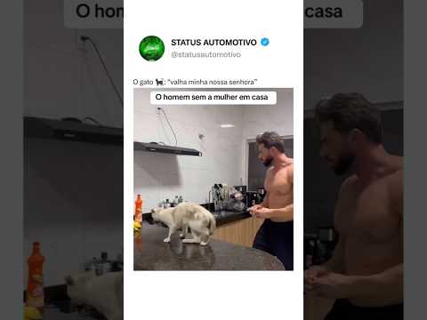 O gato foi o melhor 🤣 #shorts #memes #viralvideo #brasil #humor