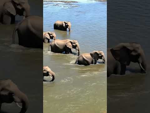 Elephants.#elephantlife.