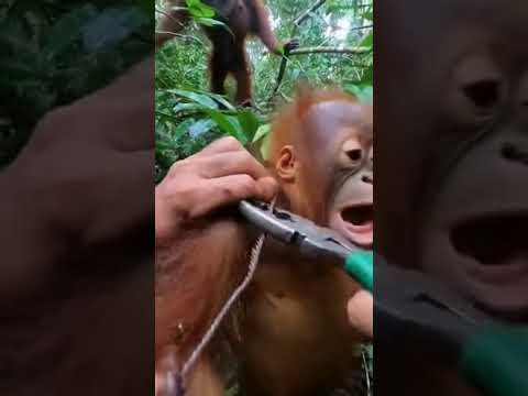 Mother Orangutan Approaches During Infant Wire Rescue