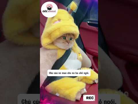 Đi ghép xe với bé mèo đanh đá #cat #pets #cute
