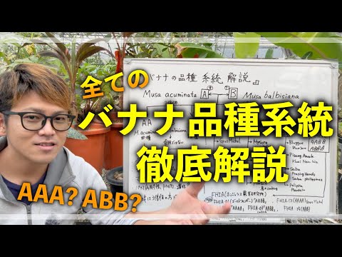 全てのバナナの品種系統を徹底的に解説します！