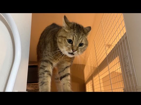 【爆笑】めっちゃ腹立つ煽りをしてくる温室育ち猫