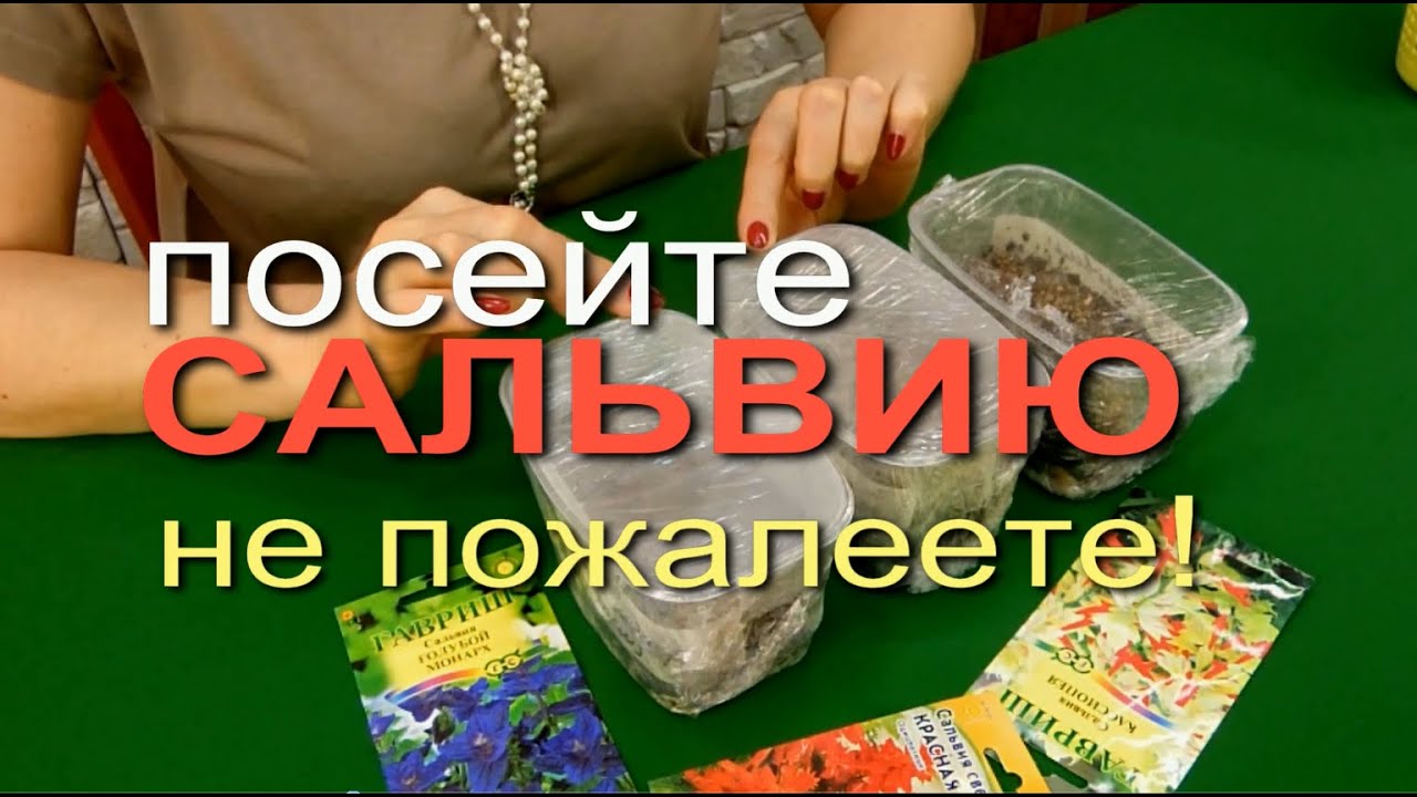 Посев сальвии на рассаду. Сезон 2020