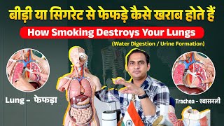 बीड़ी या सिगरेट से फेफड़े कैसे खराब होते हैं । How Smoking Destroys Your Lungs / Lung Cancer #viral 
