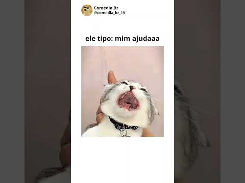 gatos engraçados