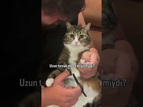 Tırnak kesiminde bu kadar profesyonel duran başka kedi var mı?😂..#kedi #bakım #mizah #cat #nailsart