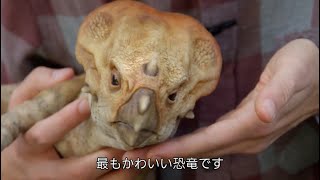 動画サムネイル