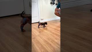 Look at this Baby Dachshund Kicking the socks off 💖🐶 | Daily Dose Of Dachshund| #dachshund  #shorts