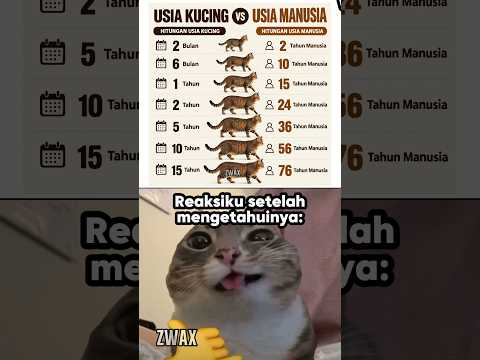 Usia kucing vs manusia🐱