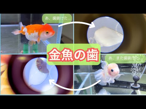 金魚の落とし物を発見。