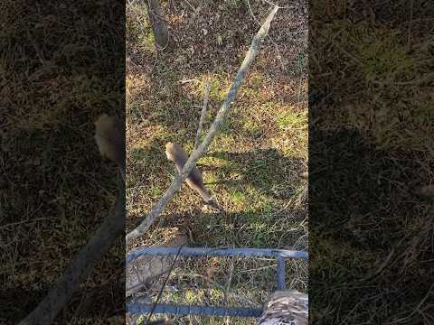 Wait for the second one!😂 #funny #deer #hunting #animals #outdoors #missouri #shortsfeed #wildlife