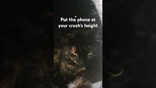 We stan a furry short king #cute #cat #funny #comedy #fypシ゚
