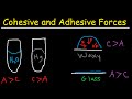 Understanding Cohesive and Adhesive Forces