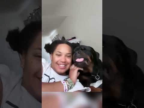 They said they were going to get a Rottweiler #funny #funnydogs #pets #funnypets #dog #animals