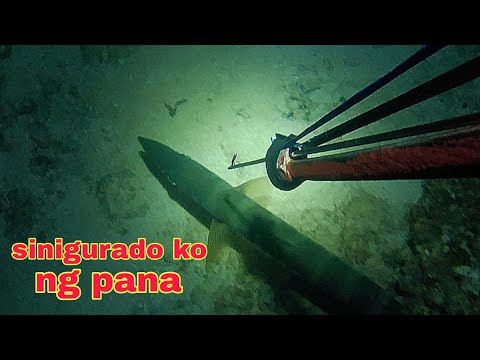 ep425 Dive2.malaking baracuda sinigurado ko ang pag Pana night spearfishing Philippines