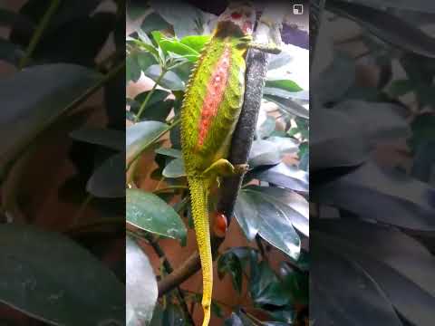 Chameleon Giving Birth🦎😱