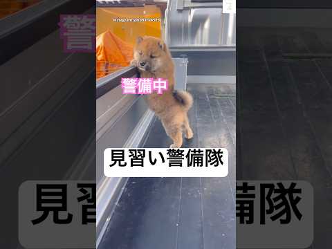 犬の動画サムネイル - 可愛すぎ注意‼️見習い警備隊が出動中🐶　#柴犬　#犬　#子犬　#かわいい犬 #犬のいる暮らし