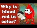 Understanding Blood Colors