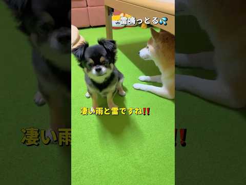 柴犬とチワワの性格の違いを楽しむかわいい動画 サムネイル