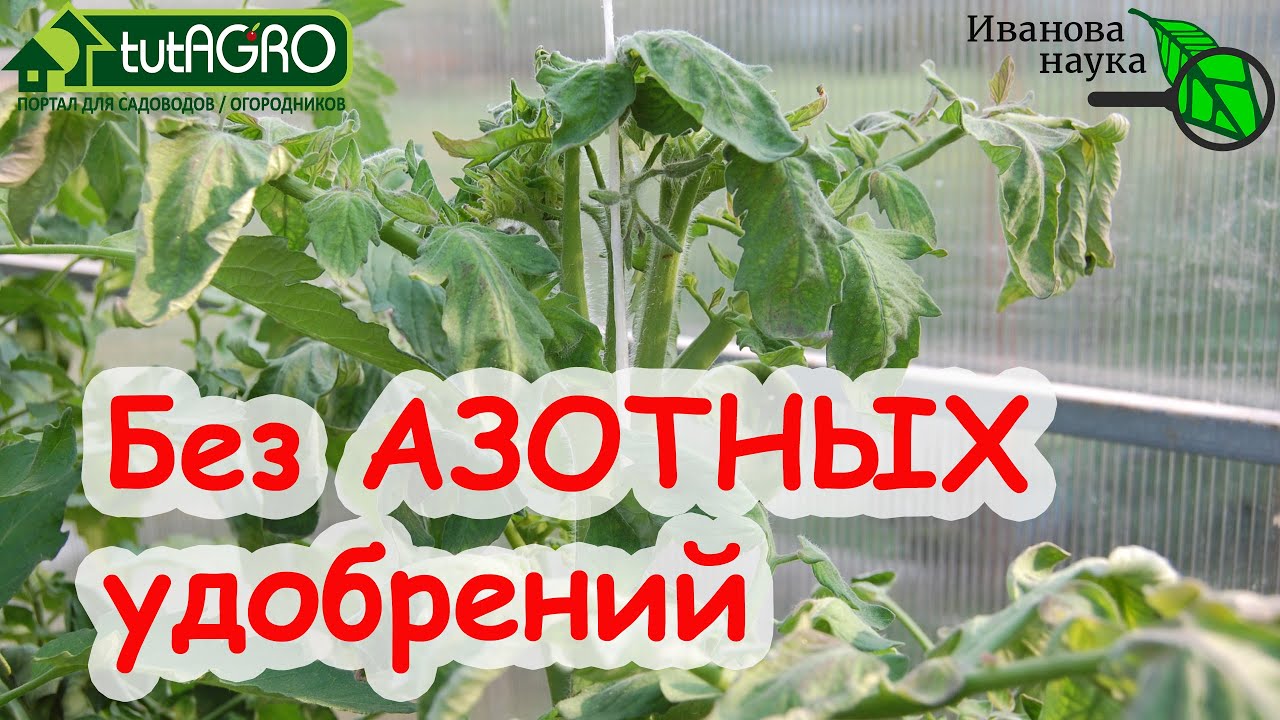Вместо дорогих азотных удобрений, навоза, помета, кухонных отходов и мочи вот это природное средство