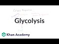 Glycolysis Concepts and Processes
