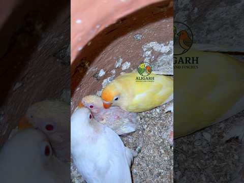 Albino Creamino Fischers Farming In Aligarh #aligarhbudgiesandfinches