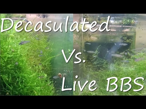 Fish Room Vlog Part 205 Some very surprising results in the first decapsulated vs. live BBS experiment