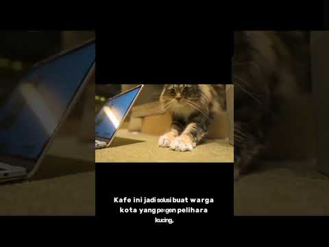 cafe khusus buat pecinta kucing nih😸#faktaunik #kucing