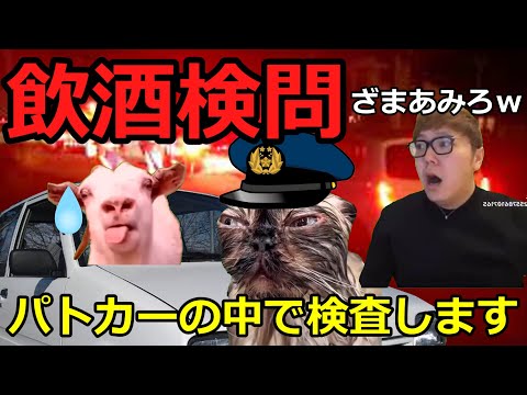 【猫ミーム】飲酒検問に捕まった占い師！！