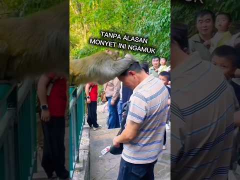 Tiba Tiba Monyet Ngamuk Pada Wisatawan