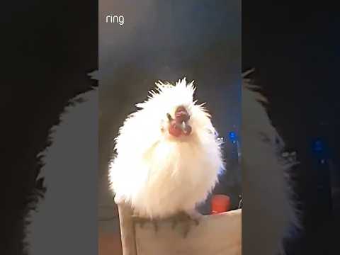 A chicken being awkward just perching in front of a random house