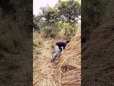 Adisabled duckling helps his cat friend #DuckRescue #CuteAnimal #Anima