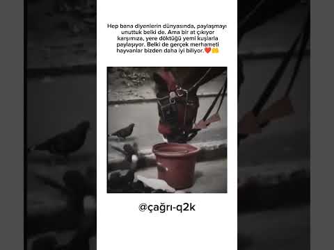 Bir Atın Kuşlarla Paylaştığı Merhamet Dersi❤️🤲