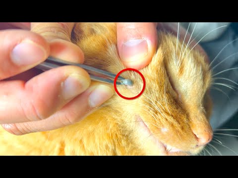 猫の動画サムネイル - ボス猫のほっぺにヤバいものが寄生しているぞ！