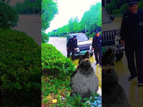 ayatul kursi surah Quran tilawat #duet #fatiha #quran #birds #animals