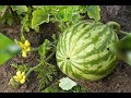 Characteristics and Examples of Climbers and Creepers