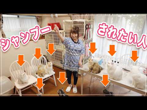 【プロ機材なし】プロがお家で猫シャンプーするよ【準備編】