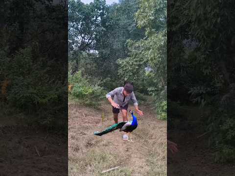peacock attack 🦚 #shorts #viral #trending #whatsappstatus #peacock #attack #video
