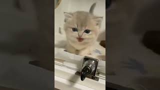 kedicik