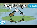 Amphibian Life Cycle and Characteristics